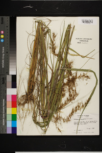 Sorghastrum secundum image