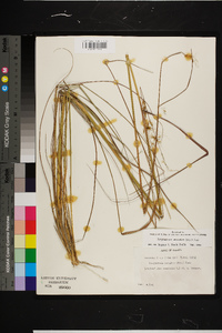 Sorghastrum secundum image