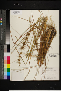 Sorghastrum secundum image