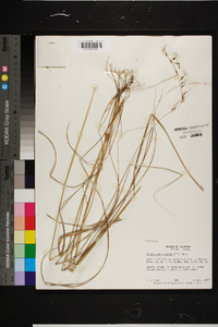 Sorghastrum secundum image