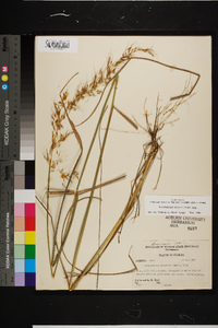 Sorghastrum elliottii image