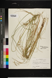 Sorghastrum elliottii image