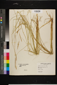 Spartina patens image