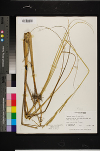 Spartina patens image