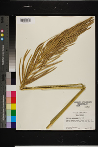 Spartina cynosuroides image