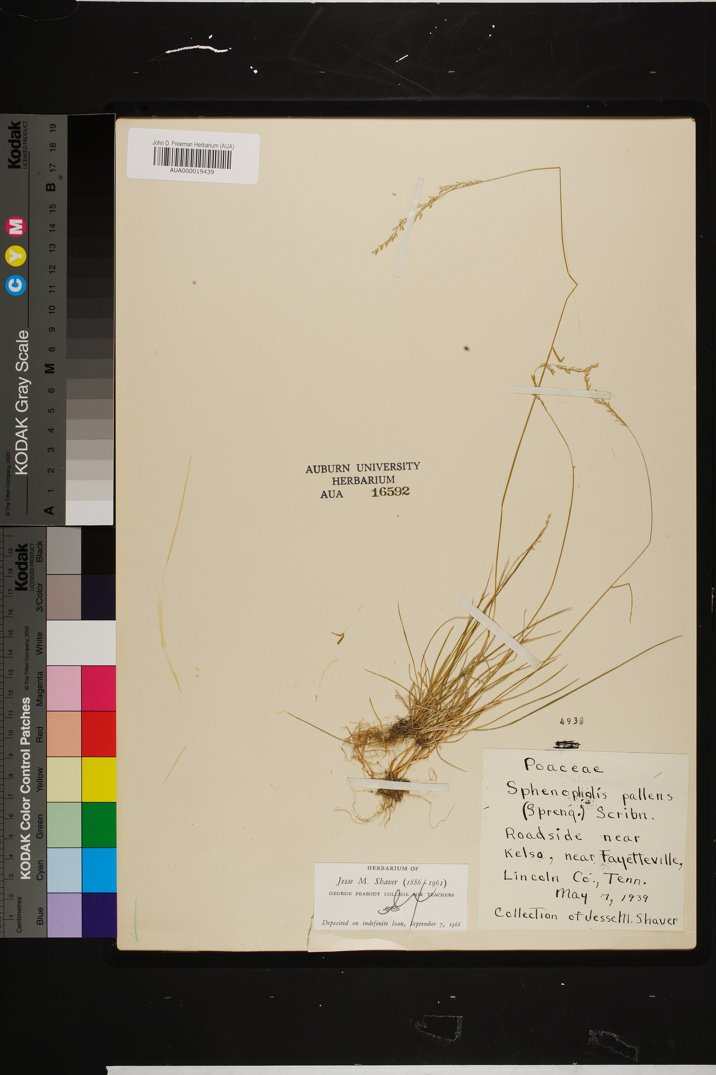 Sphenopholis x pallens image