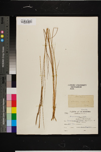 Spartina patens image