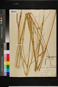 Spartina patens image