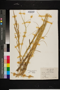 Spartina patens image