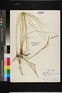 Spartina patens image