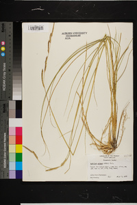 Spartina patens image