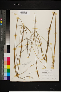 Spartina patens image