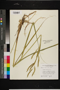 Spartina pectinata image