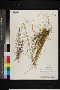 Sporobolus junceus image