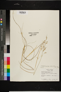 Sporobolus junceus image