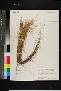 Sporobolus vaginiflorus image