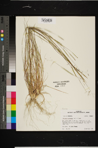 Triplasis purpurea image