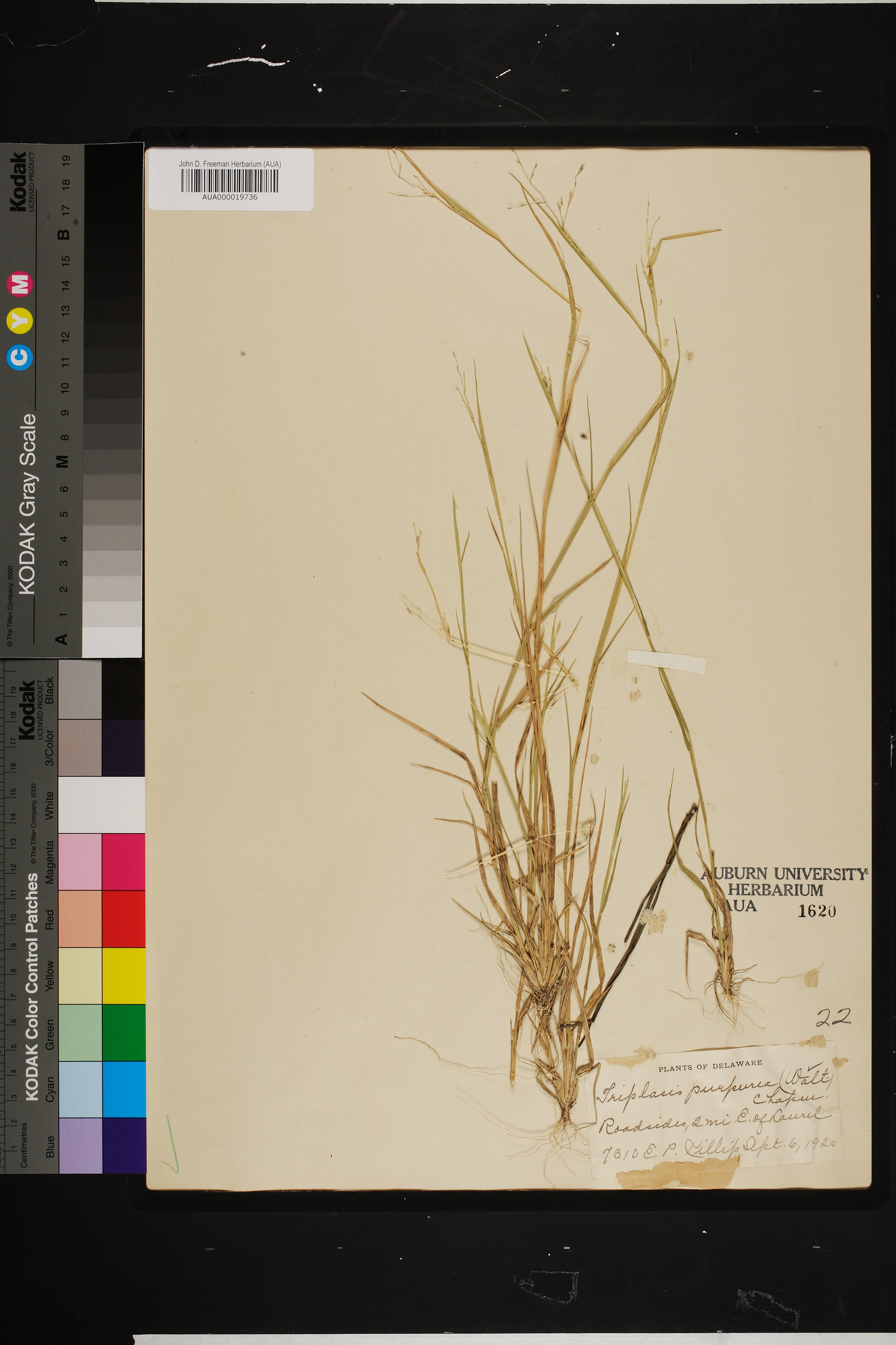 Triplasis purpurea image