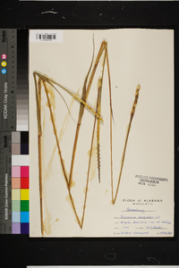 Tripsacum dactyloides image