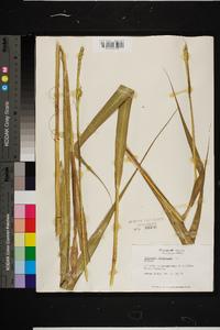 Tripsacum dactyloides image