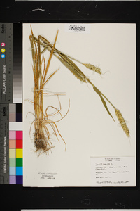 Triticum aestivum image