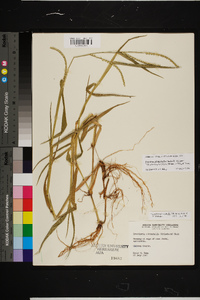 Urochloa platyphylla image