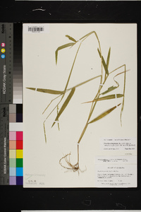 Urochloa platyphylla image