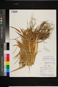 Urochloa platyphylla image