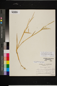 Urochloa platyphylla image