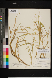 Urochloa platyphylla image