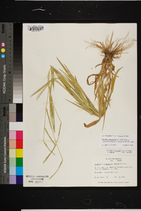 Urochloa platyphylla image