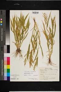 Urochloa ramosa image