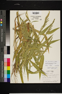 Urochloa texana image