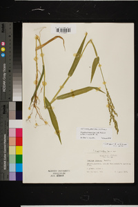 Urochloa texana image