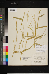 Urochloa platyphylla image