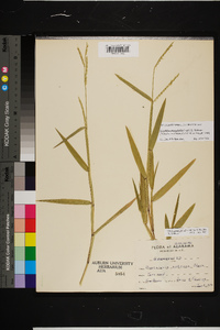 Urochloa platyphylla image