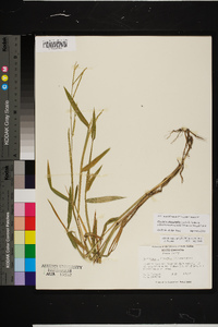 Urochloa platyphylla image