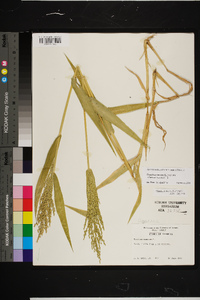 Urochloa ramosa image