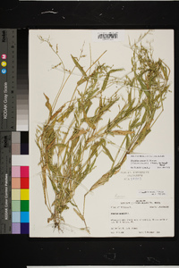 Urochloa ramosa image