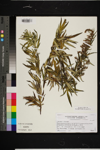 Artemisia verlotorum image