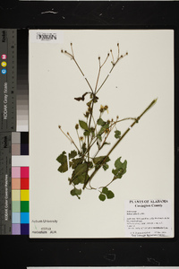 Bidens pilosa image