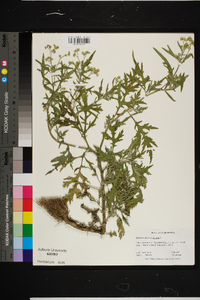 Parthenium hysterophorus image