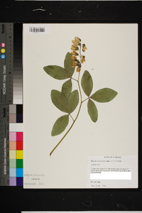 Baptisia megacarpa image