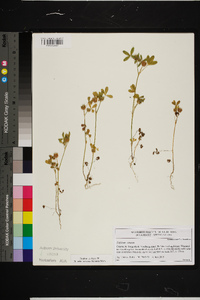 Trifolium retusum image