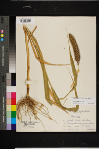 Setaria italica image