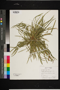 Carex abscondita image