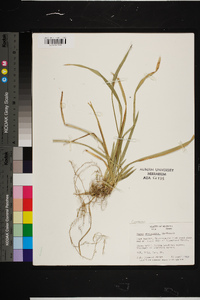 Carex abscondita image