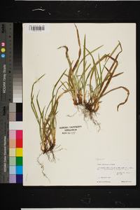 Carex abscondita image