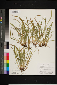 Carex abscondita image