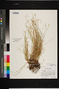 Carex albicans var. australis image